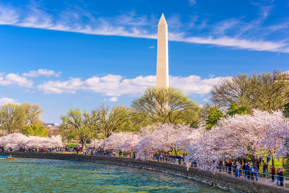 Hoa anh đào Nhật sắp nở rộ giữa Washington D.C.